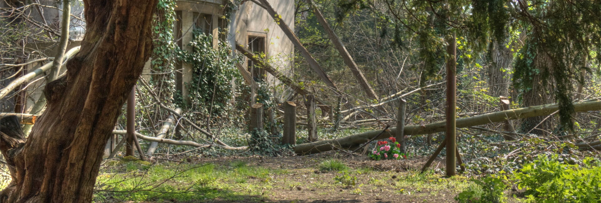 Efeubewachsenes, verfallenes Gebäude im Wald.